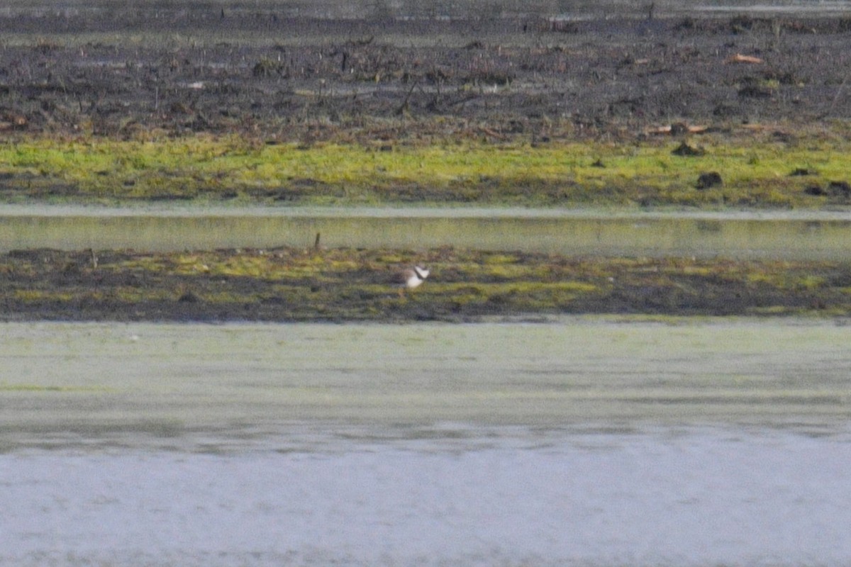 Semipalmated Plover - ML618461356