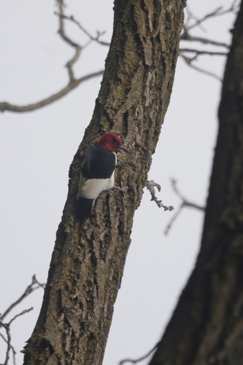 Red-headed Woodpecker - ML618461421