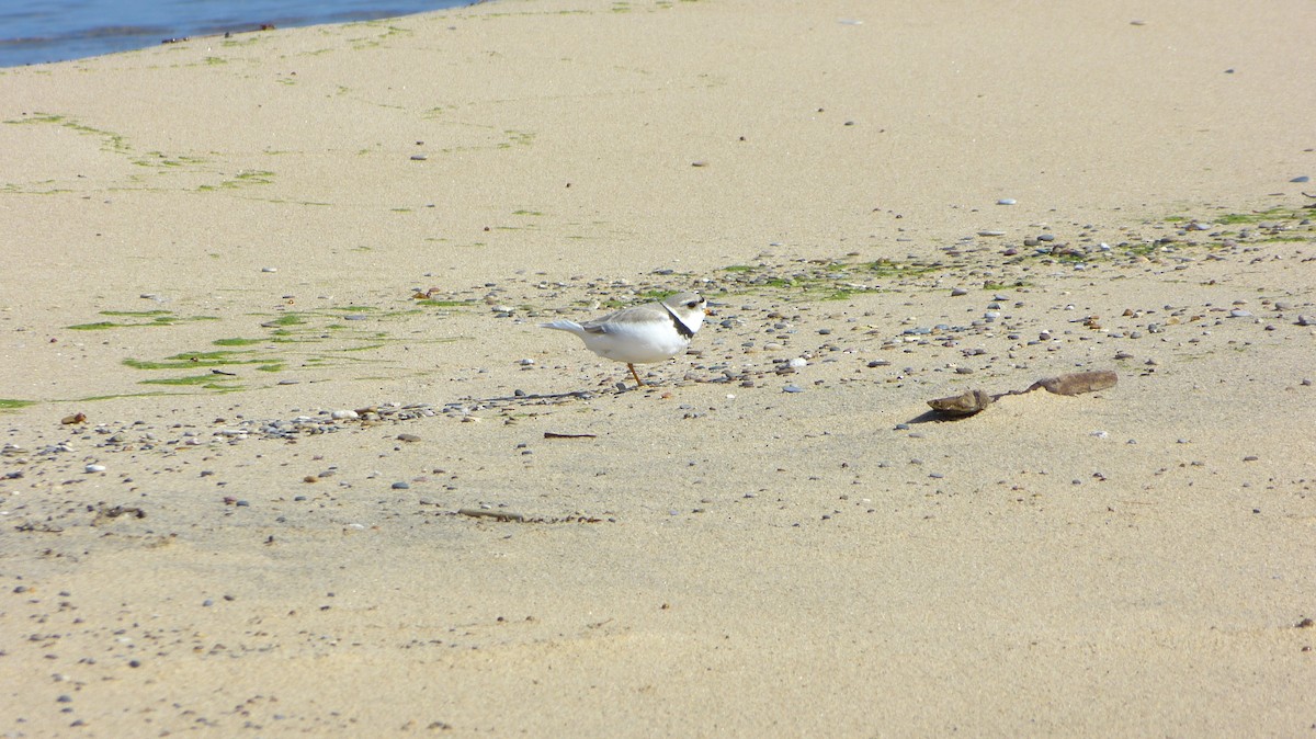 Piping Plover - ML618461426