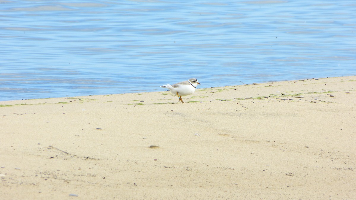 Piping Plover - ML618461434