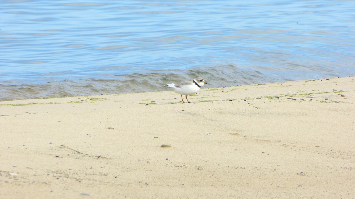 Piping Plover - ML618461436