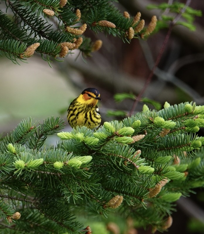 Cape May Warbler - ML618461439