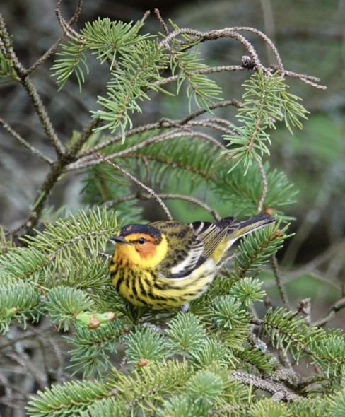 Cape May Warbler - ML618461440