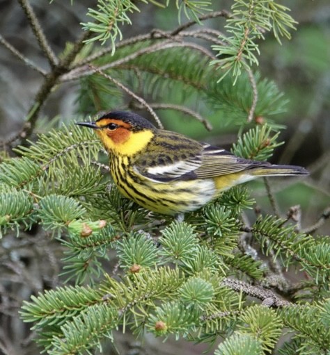 Cape May Warbler - ML618461441