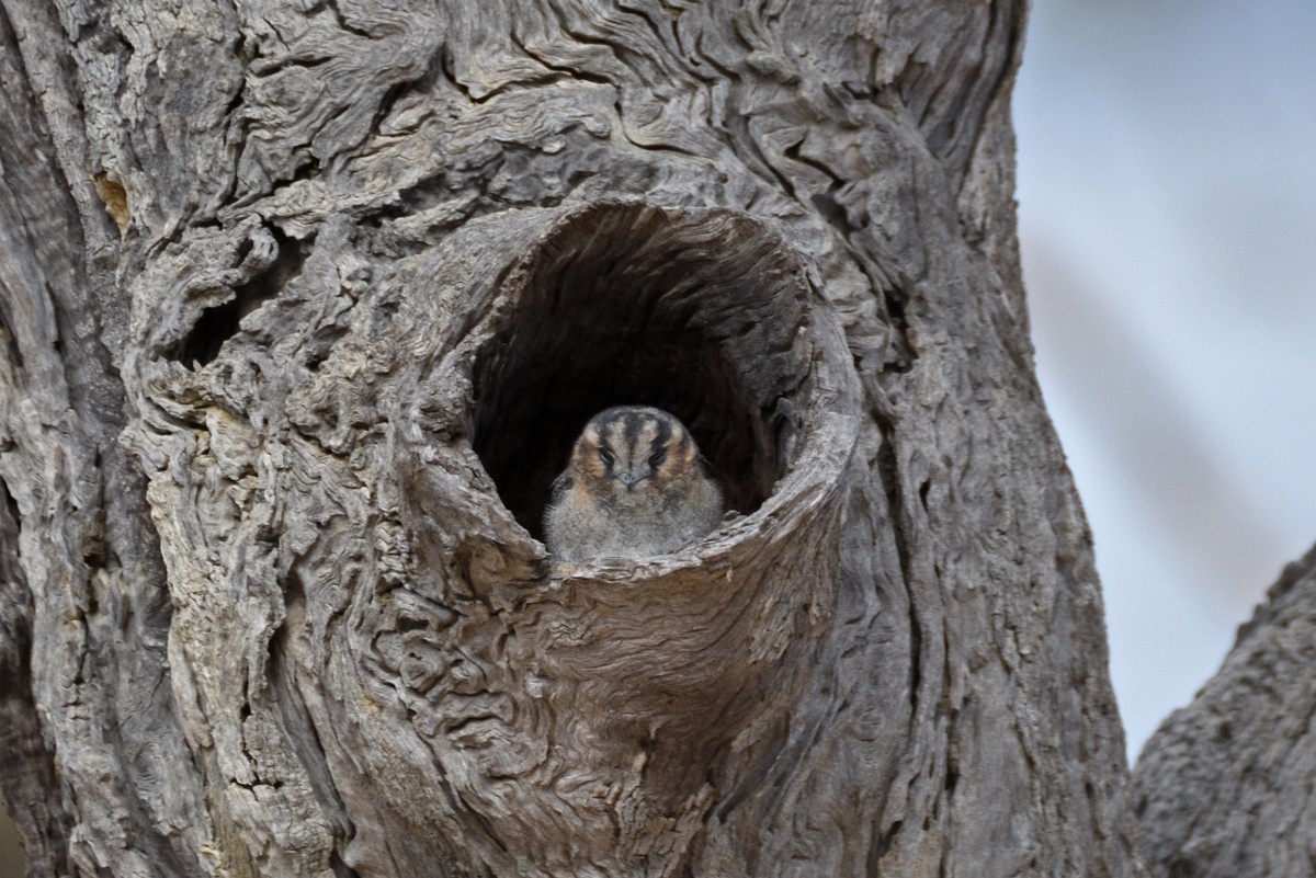 Australian Owlet-nightjar - ML618461450