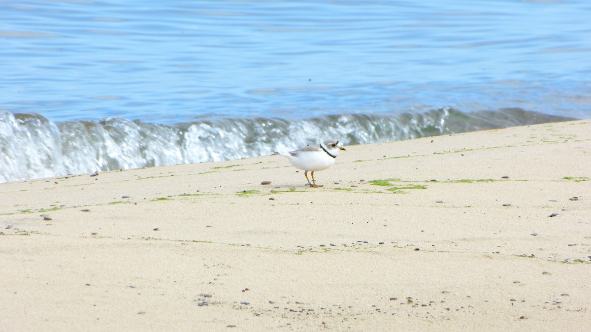 Piping Plover - ML618461453