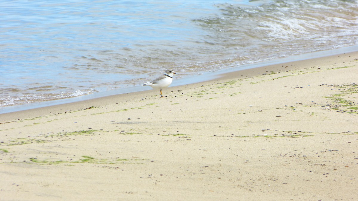 Piping Plover - ML618461466