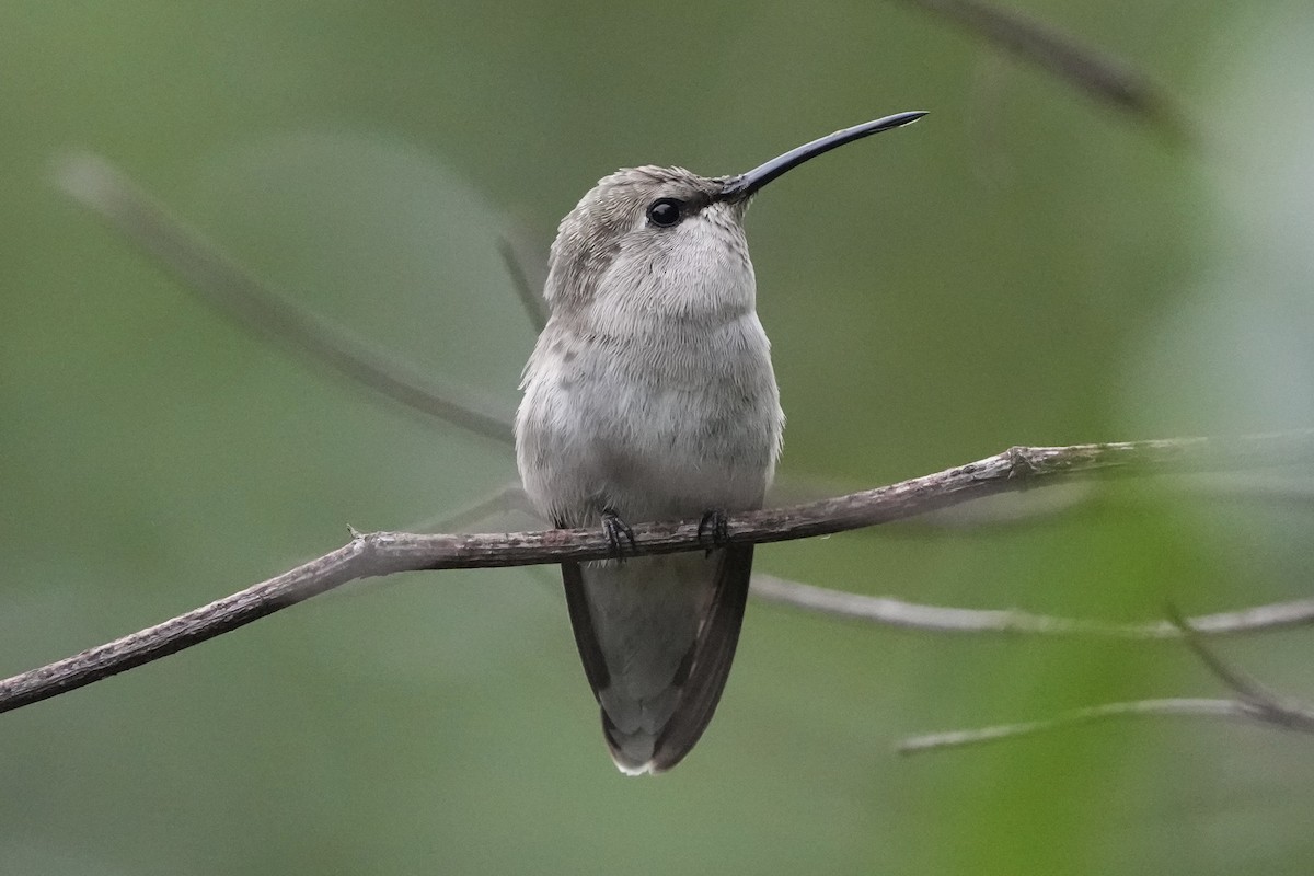 Black-chinned Hummingbird - ML618461483