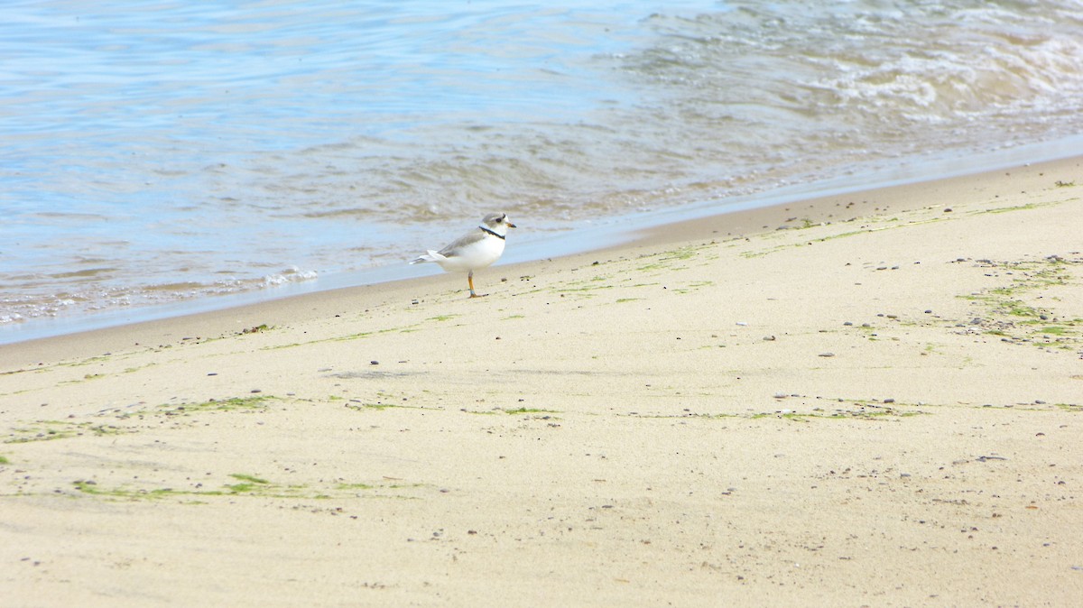 Piping Plover - ML618461491
