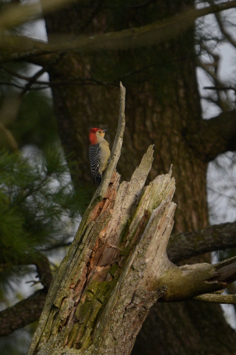 Red-bellied Woodpecker - ML618461509