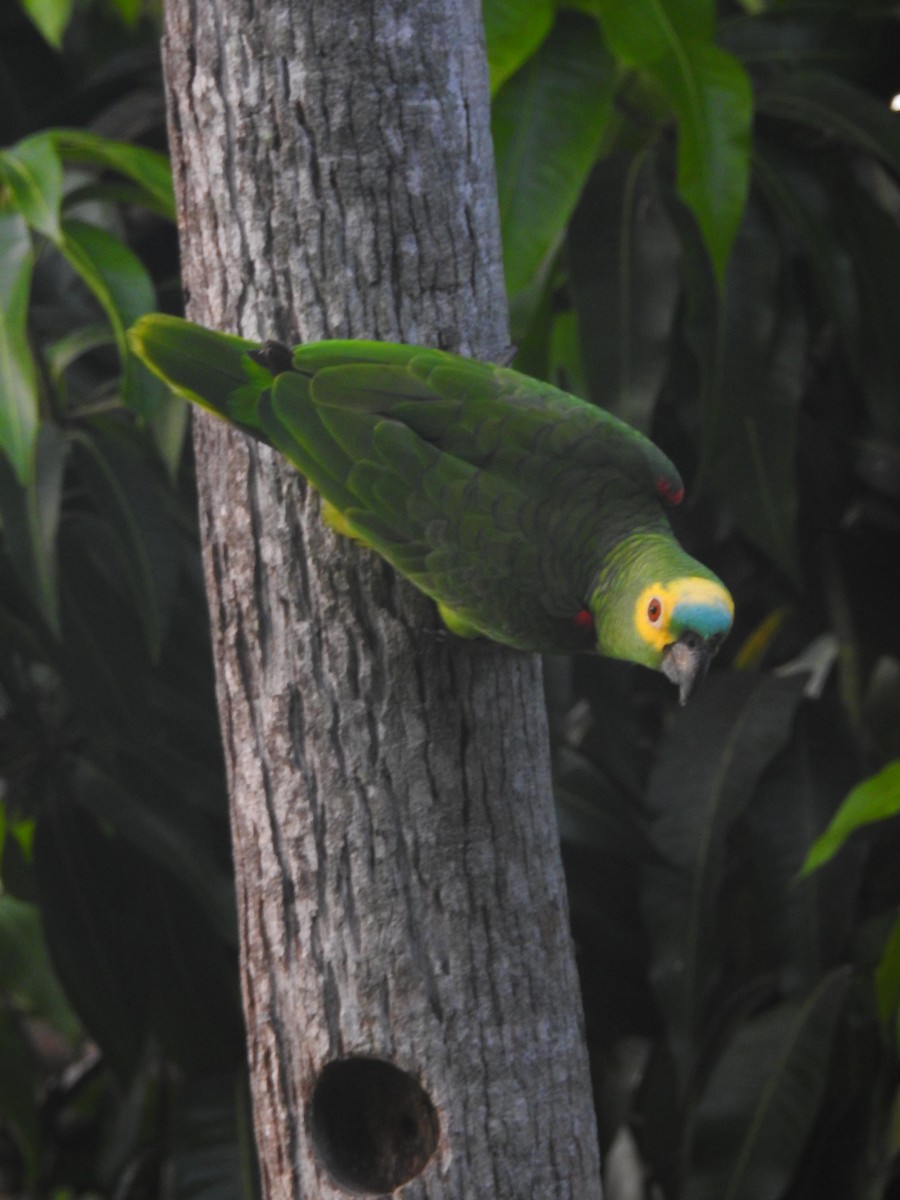 Turquoise-fronted Parrot - ML618461534