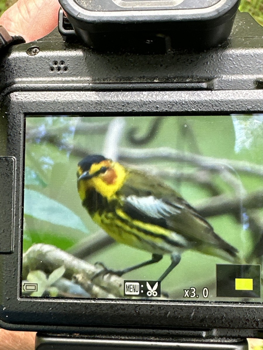 Cape May Warbler - ML618461535