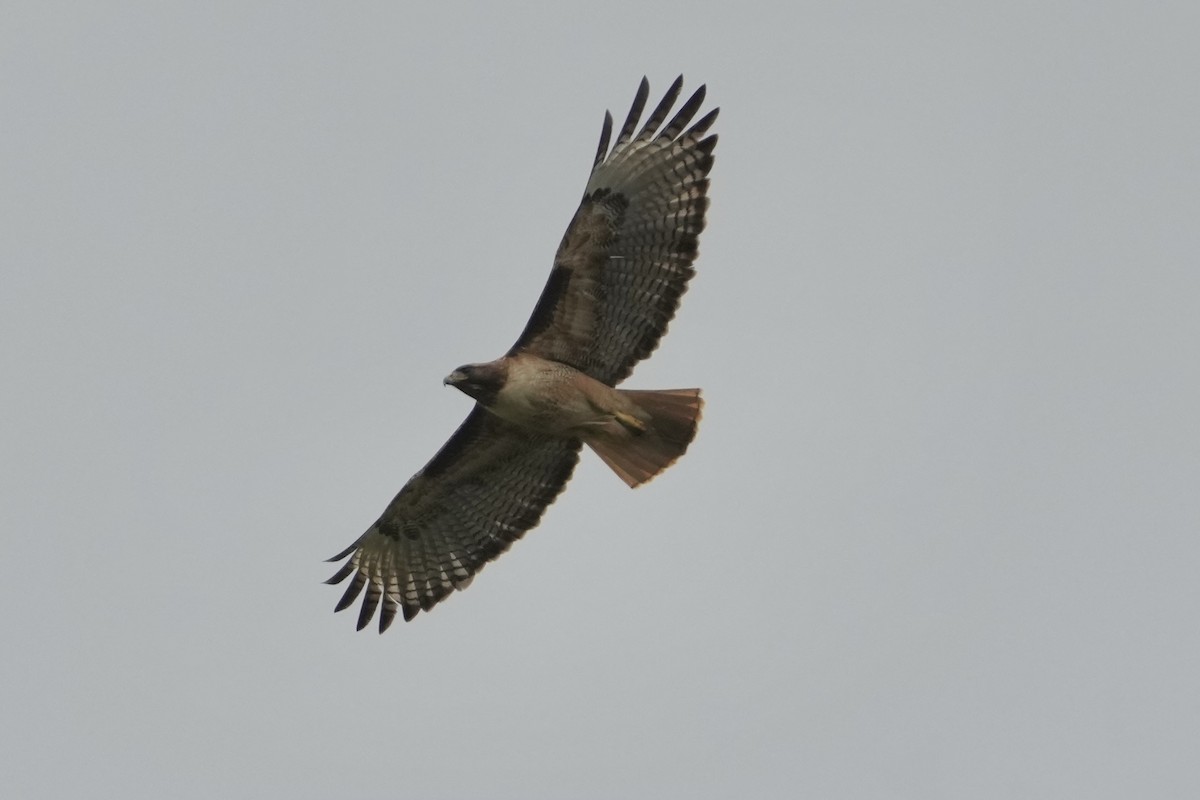 Red-tailed Hawk - ML618461545