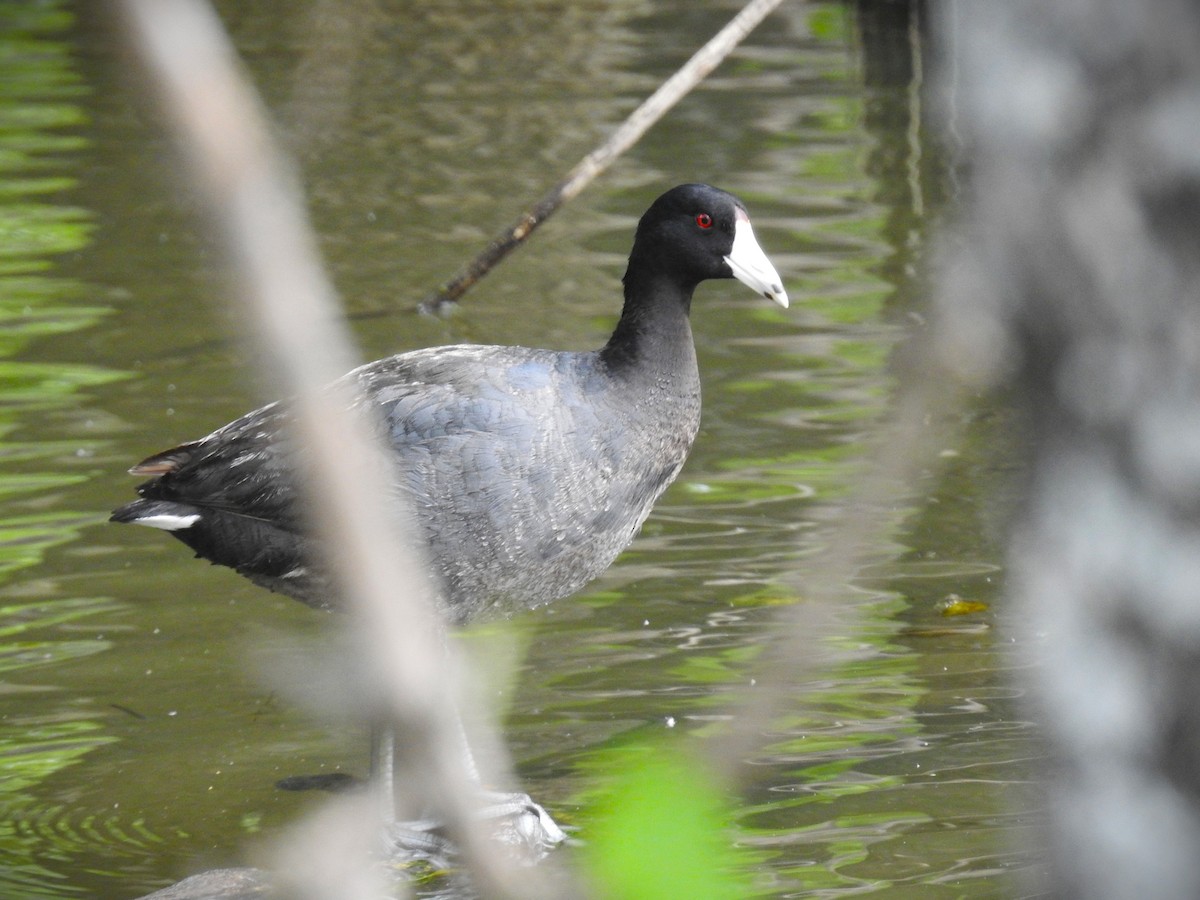 American Coot (Red-shielded) - ML618461550