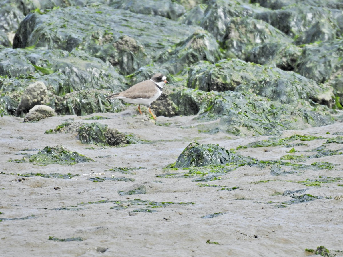 Semipalmated Plover - ML618461559