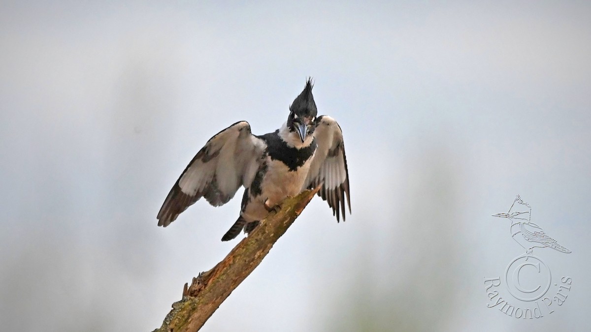 Belted Kingfisher - ML618461635