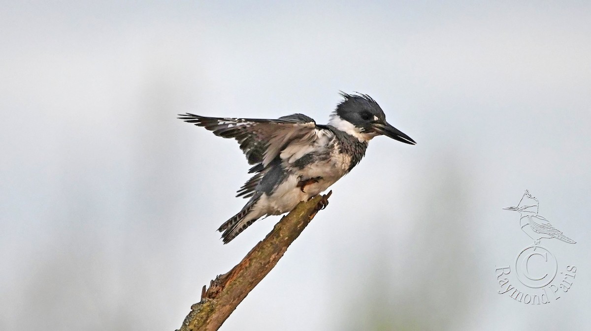 Belted Kingfisher - ML618461648