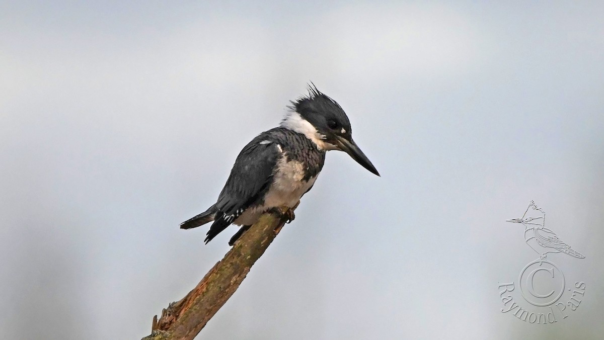 Belted Kingfisher - ML618461671