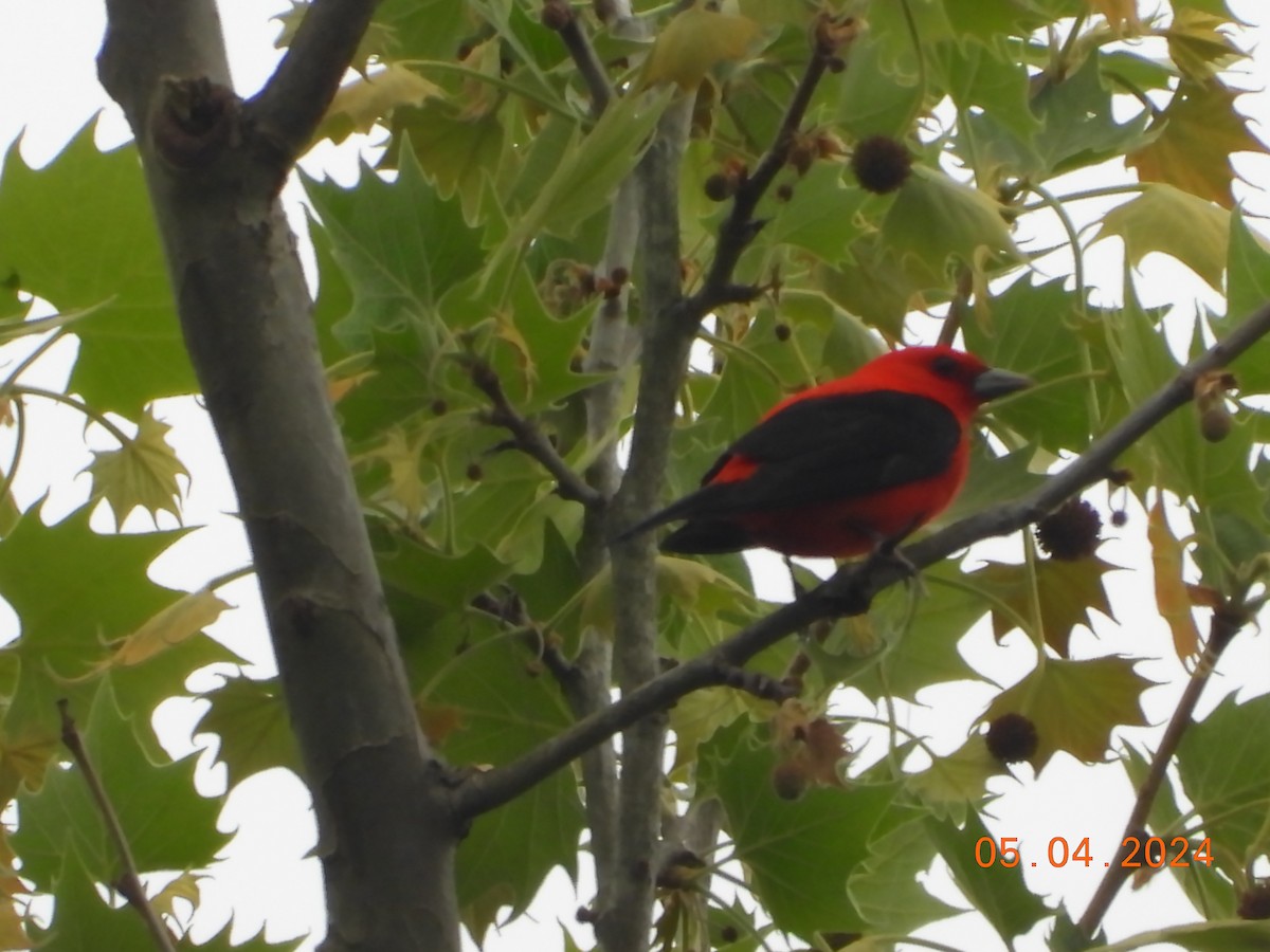 Scarlet Tanager - ML618461680
