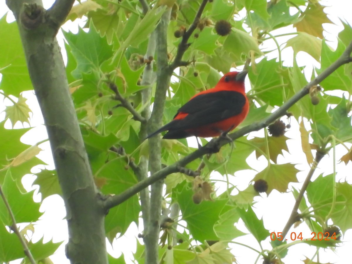 Scarlet Tanager - ML618461681