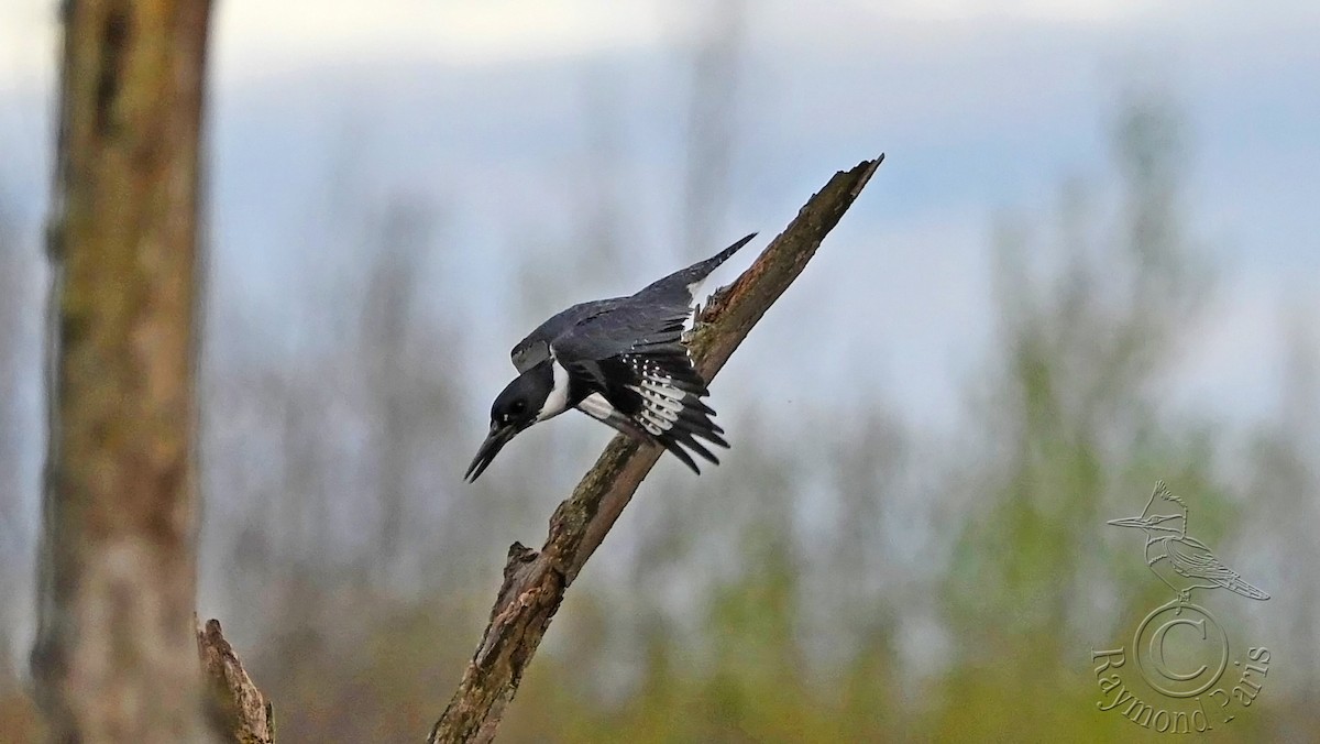 Belted Kingfisher - ML618461689