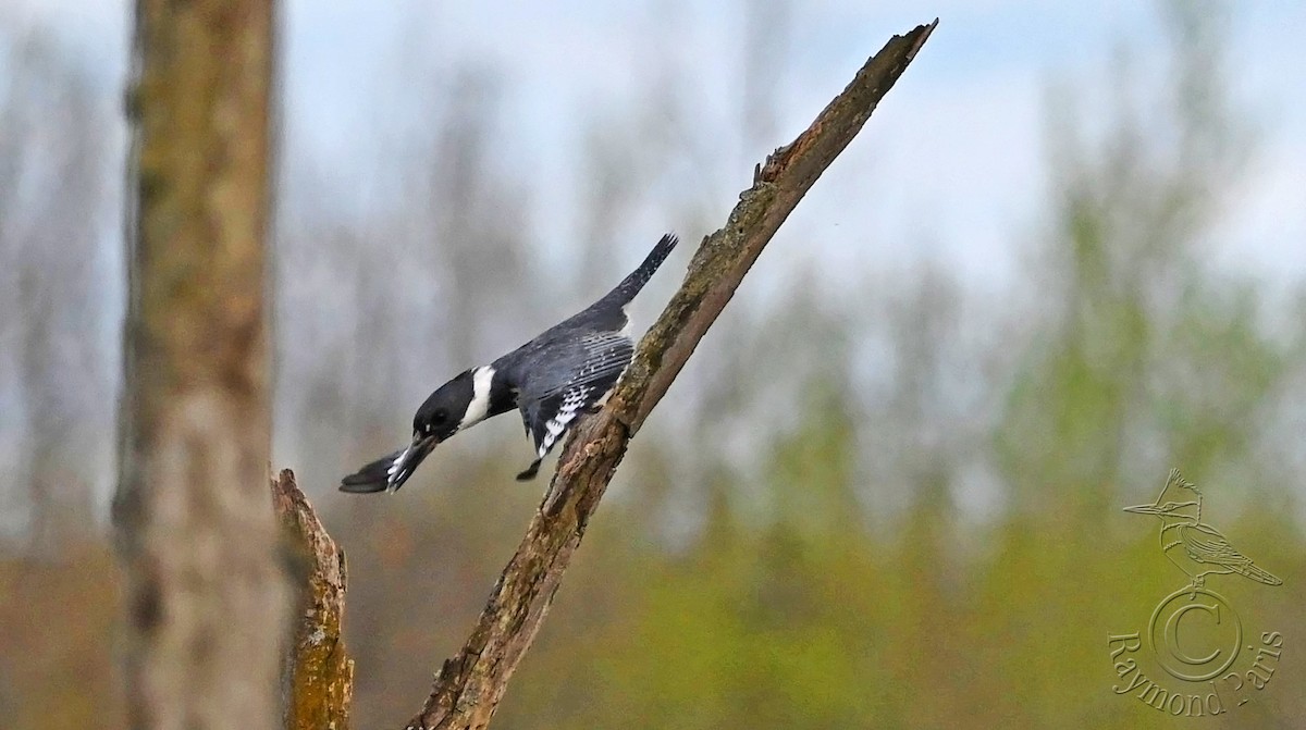 Belted Kingfisher - ML618461703