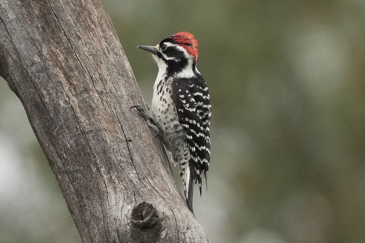 Nuttall's Woodpecker - ML618461738