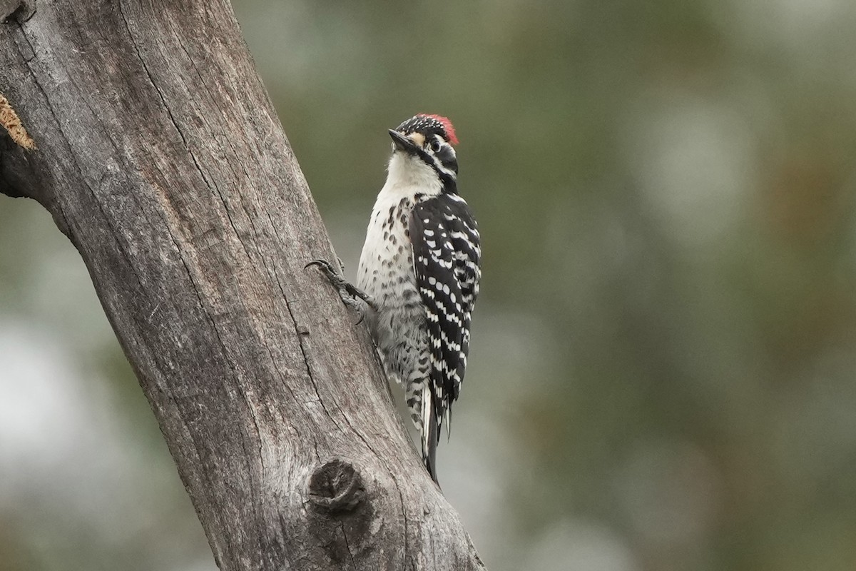 Nuttall's Woodpecker - ML618461739
