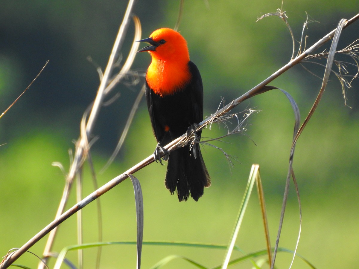 Scarlet-headed Blackbird - ML618461774