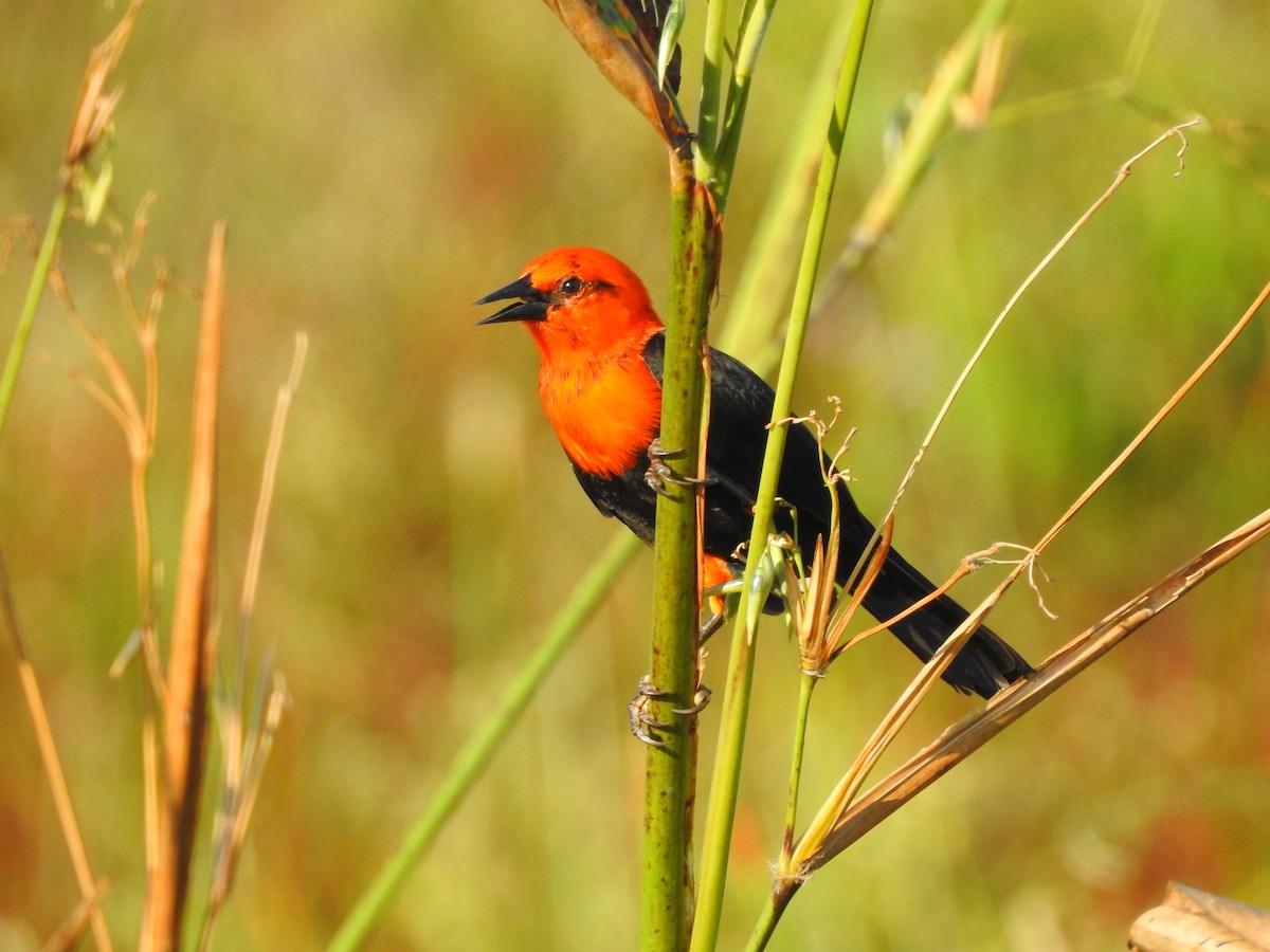 Scarlet-headed Blackbird - Moroni - PassarinWeb