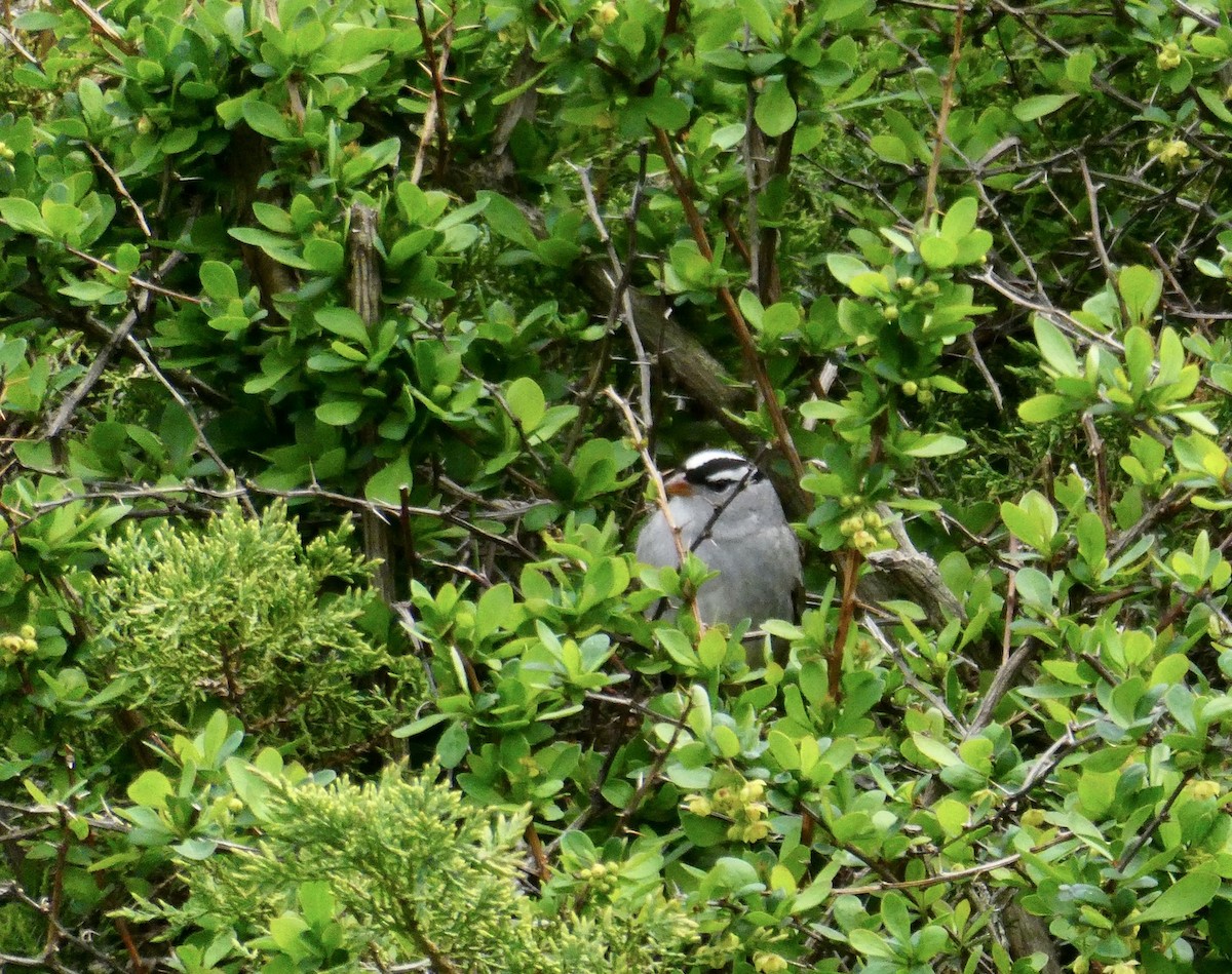 White-crowned Sparrow - ML618461790