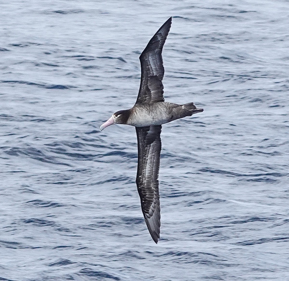 Short-tailed Albatross - Scott Terrill