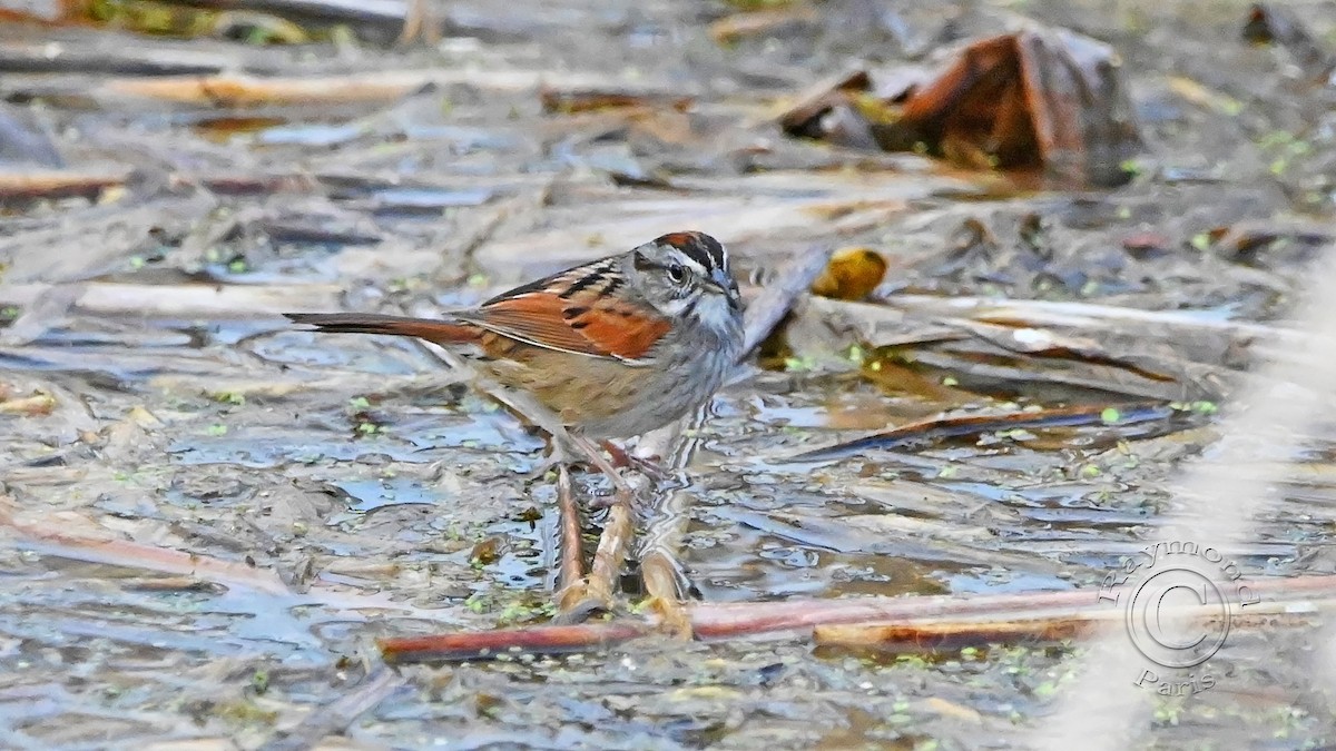 Swamp Sparrow - ML618461808