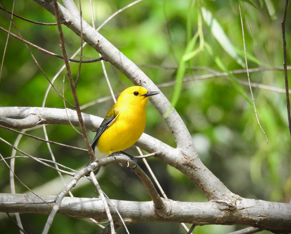 Prothonotary Warbler - ML618461810