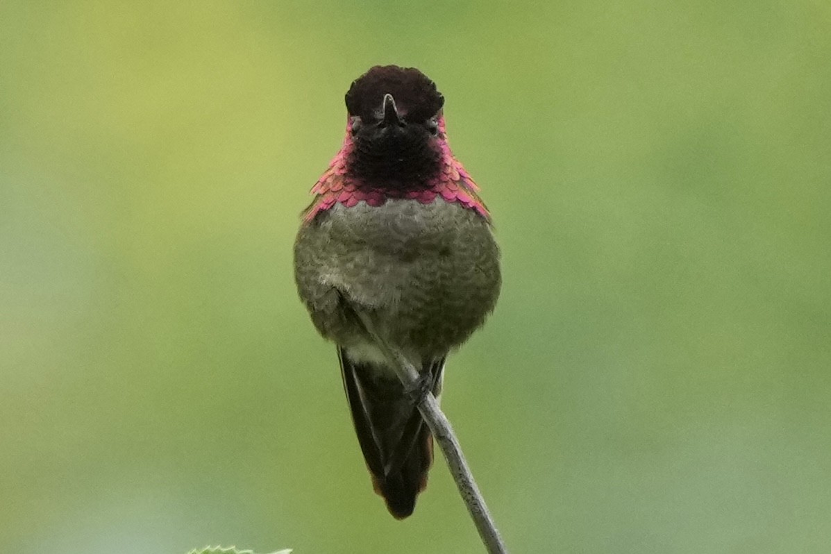 Anna's Hummingbird - ML618461814