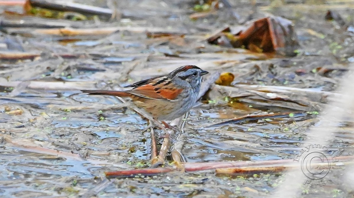 Swamp Sparrow - ML618461825