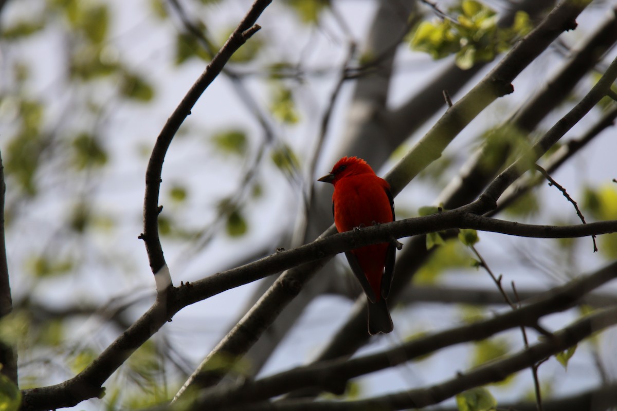 Scarlet Tanager - ML618461836