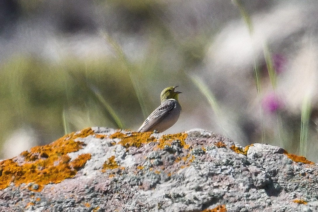 Cinereous Bunting (Gray-bellied) - ML618461843