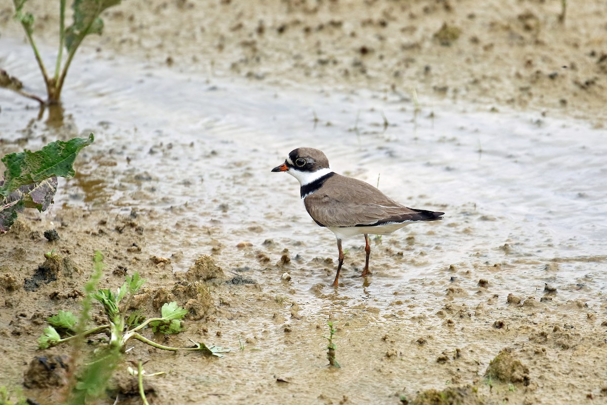 Semipalmated Plover - ML618461909