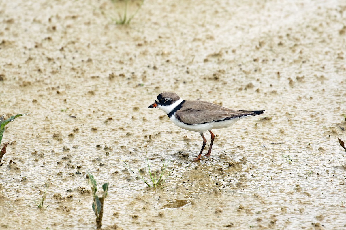 Semipalmated Plover - ML618461910
