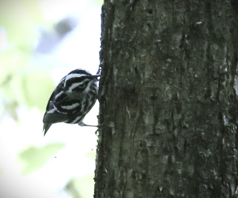 Black-and-white Warbler - ML618461918
