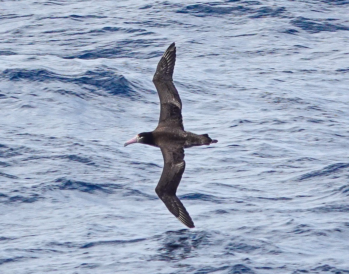 albatros bělohřbetý - ML618461933