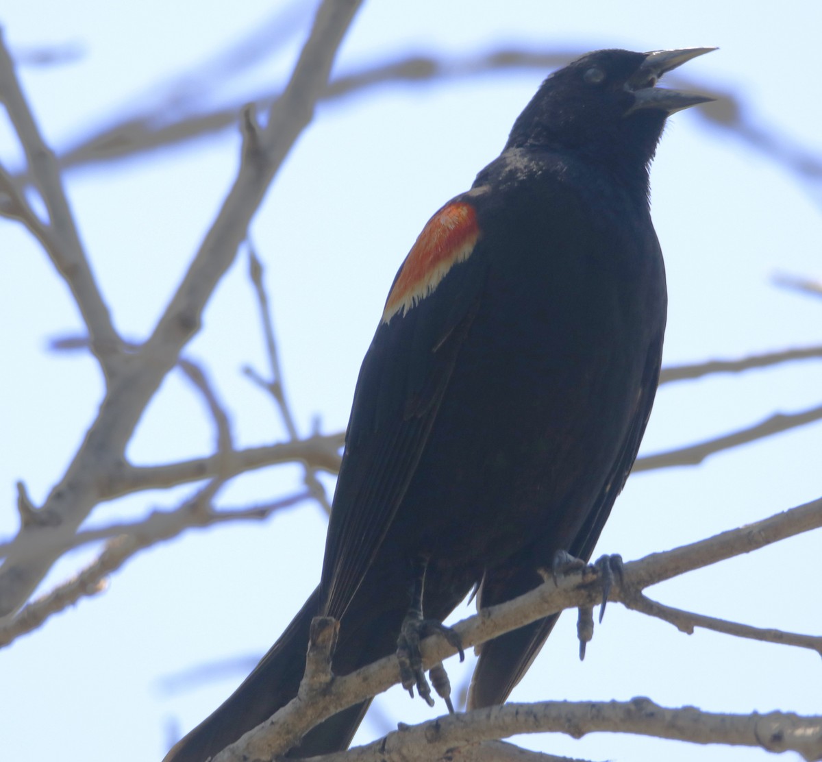 Red-winged Blackbird - ML618461939