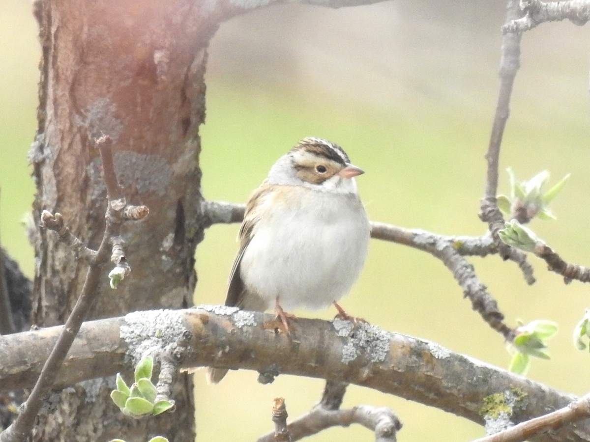 Clay-colored Sparrow - ML618461966