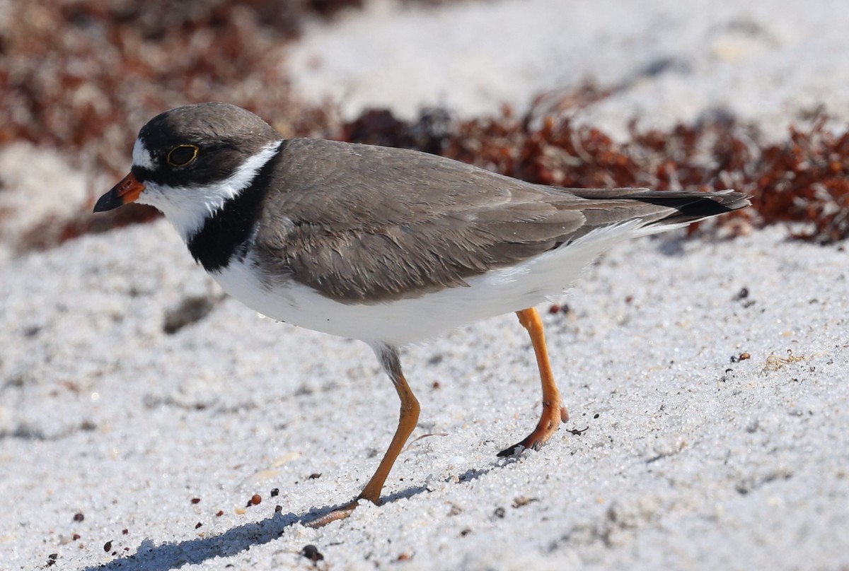 Semipalmated Plover - ML618461979