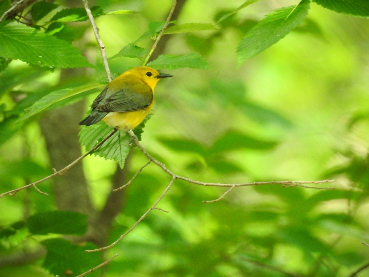 Prothonotary Warbler - ML618461988