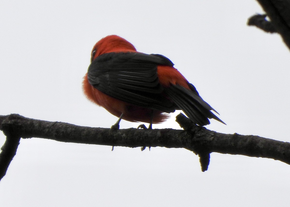Scarlet Tanager - ML618461999