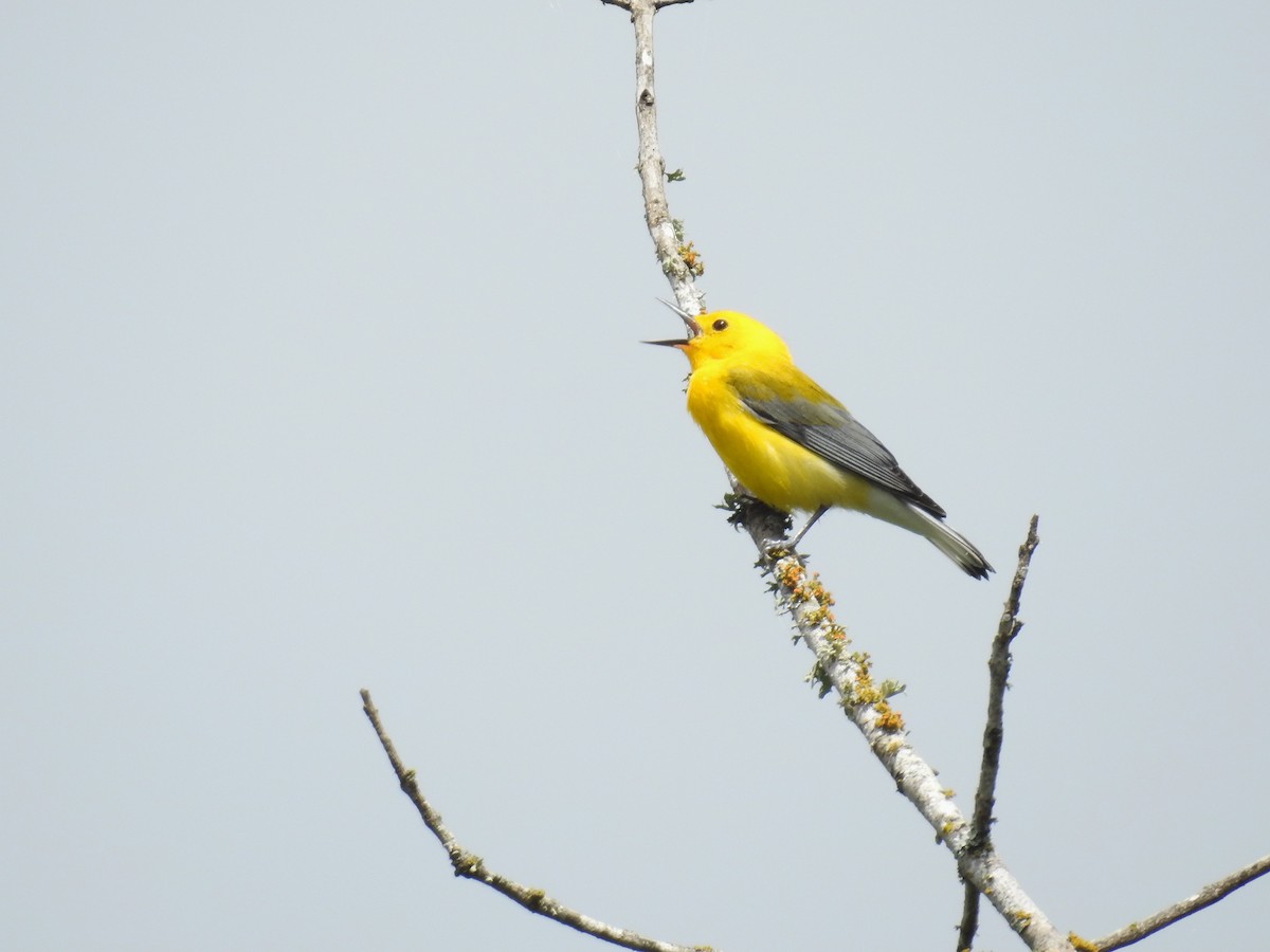 Prothonotary Warbler - ML618462005