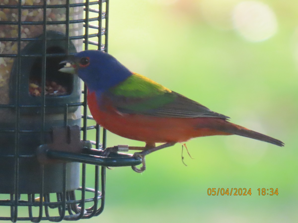 Painted Bunting - ML618462009