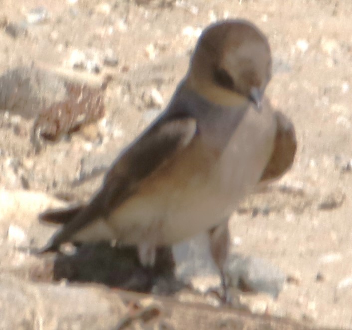 Northern Rough-winged Swallow - ML618462033